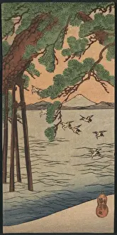 Pine tree on the shore