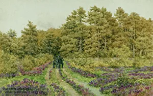 Heather Prints: Pine trees and heather near Brockenhurst, New Forest, Hants
