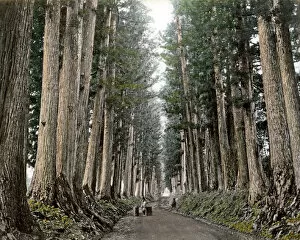 Pine trees on Imaichi Road, Nikko, Japan