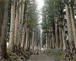 Nikko Prints: Pine trees on Imaichi Road, Nikko, Japan