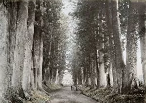 Birch Gallery: Pine trees, Imaichi road, Nikko, Japan