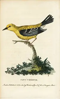 Naturalistspocketmagazine Prints: Pine warbler, Setophaga pinus