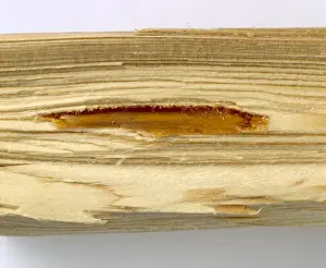 Resin Prints: Pine wood with resin filled cavity