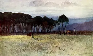 Tuscan Prints: Pine Woods and Carrara Mountains at Viareggio, Italy