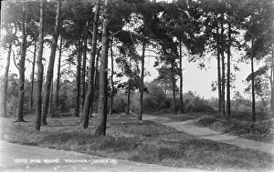 Woods Prints: Pine Woods in Moodham