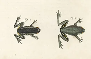 Pine woods tree frog and squirrel tree frog