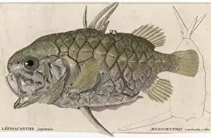 A Pineapple Fish