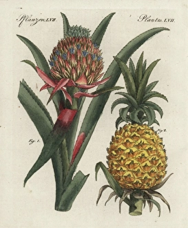 Fruit Gallery: Pineapple flower and fruit, Ananas comosus