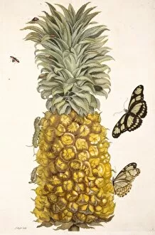 Ananas Comosus Gallery: Pineapple with insects