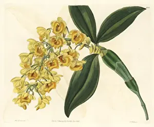 Dense Prints: Pineapple orchid, Dendrobium densiflorum