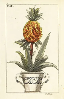 Pomology Prints: Pineapple plant, Ananas comosus
