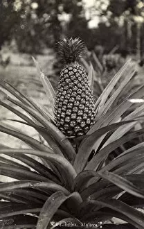 Ananas Gallery: Pineapple plant - Malaysia