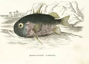 Pinecone fish, Monocentris japonica