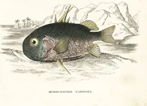 Bildersaal Prints: Pinecone fish, Monocentris japonica