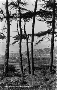 Lyme Prints: The Pines, Lyme Regis