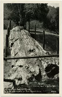 The Pines - Petrified Forest - Santa Rosa, California