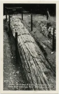The Pines - Petrified Forest - Santa Rosa, California