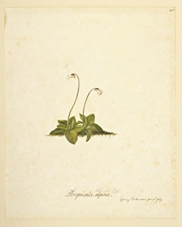 Lamiales Gallery: Pinguicula antarctica, butterwort