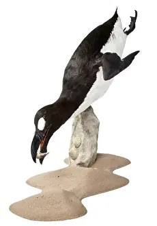 Pinguinus impennis, Great Auk