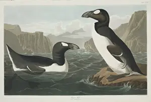 Pinguinus impennis, great auk