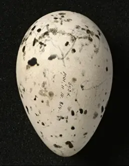 Pinguinus impennis, great auk