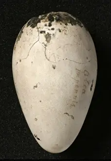 Pinguinus impennis, great auk