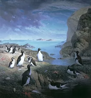 Cliff Collection: Pinguinus impennis, great auk