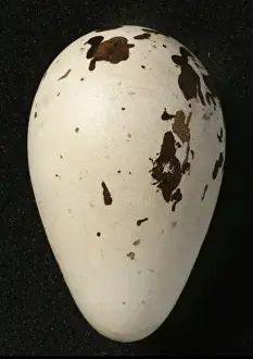 Pinguinus impennis, great auk
