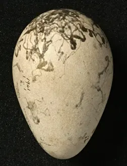 Pinguinus impennis, great auk