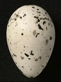 Pinguinus impennis, great auk