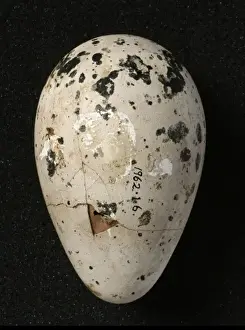 Pinguinus impennis, great auk