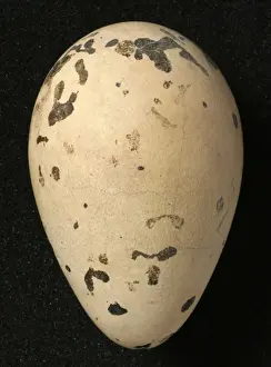 Pinguinus impennis, great auk