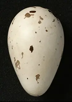 Pinguinus impennis, great auk