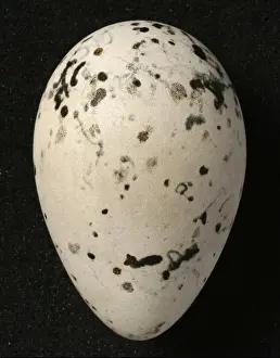 Pinguinus impennis, great auk