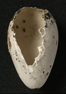 Pinguinus impennis, great auk