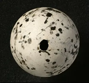 Pinguinus impennis, great auk