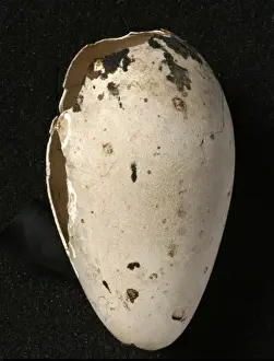 Pinguinus impennis, great auk