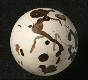 Pinguinus impennis, great auk