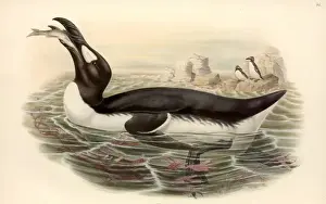Pinguinus impennis, great auk