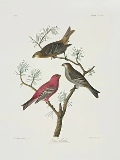 Grosbeak Collection: Pinicola enucleator, pine grosbeak