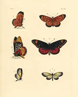 Pink acraea, large spotted acraea and yellow clearwing