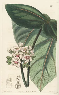 Shrub Prints: Pink astiria, Astiria rosea or Ruizia rosea. Extinct