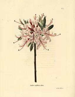 Azalea Gallery: Pink azalea, Azalea nudiflora rubra