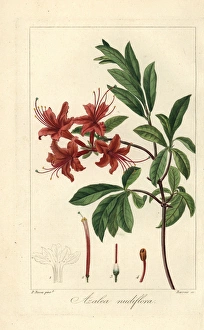 Rhododendron sp., rhododendron