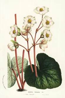 Begonia Gallery: Pink begonia, Begonia rosacea