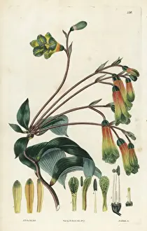 Pink bomarea, Bomarea edulis
