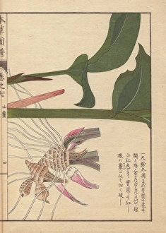 Alpinia Gallery: Pink and brown rhizome and leaves of Japanese