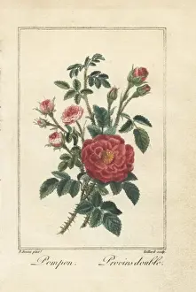 Pancracebessa Prints: Pink button rose and double Provence rose