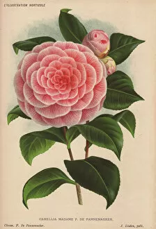 Camellia Collection: Pink camellia Madame P de Pannemaeker, Thea japonica