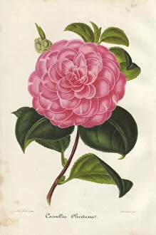 Stroobant Collection: Pink camellia, Olivetana, Thea japonica